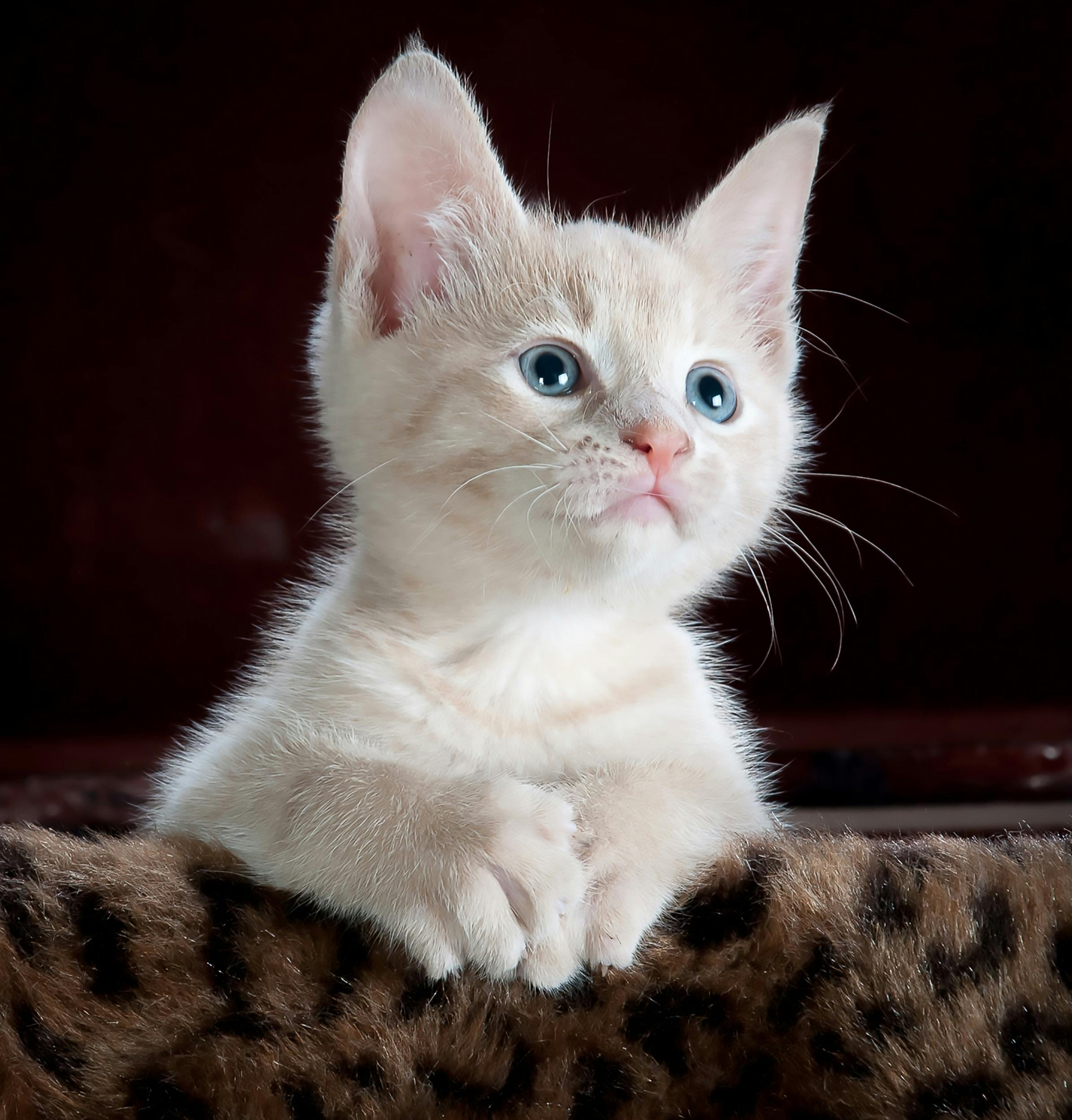 A white cat with blue eyes leans over a brown and black spotted furry ledge and looks off into the distance, possibly contemplating the meaning of life.